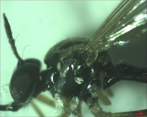 Dioctria rufipes