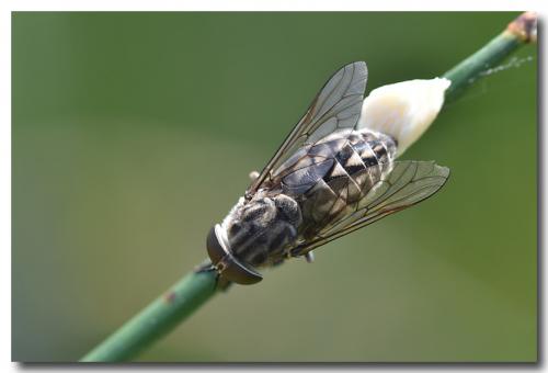 Réf. 185 907 : Tabanus autumnalis