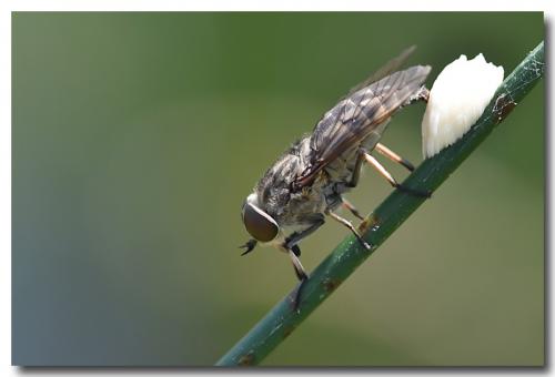 Réf. 185 908 : Tabanus autumnalis