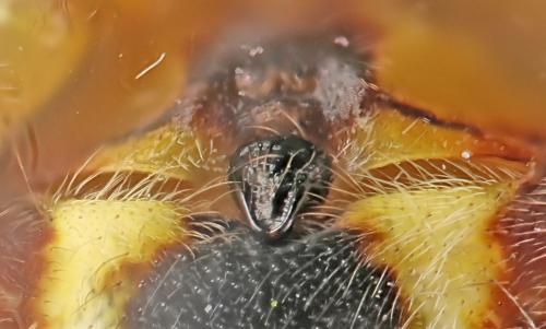 Neoscona byzanthina