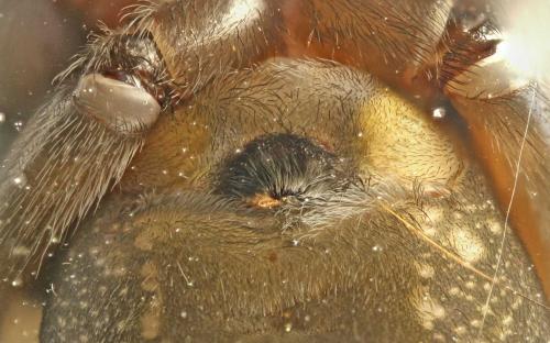 Amaurobius ferox