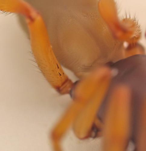 Dysdera crocata