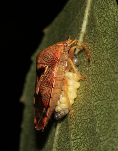 Réf. 185 941 : Elasmucha grisea