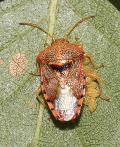 Réf. 185 943 : Elasmucha grisea