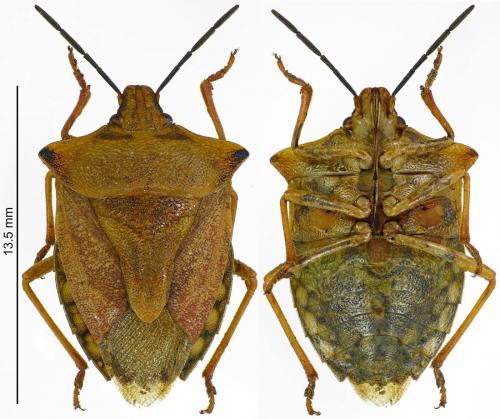 Réf. 185 232 : Carpocoris mediterraneus atlanticus