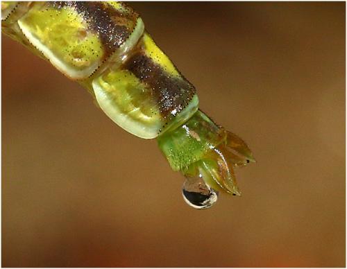 Stylurus flavipes