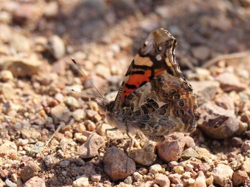 Vanessa annabella