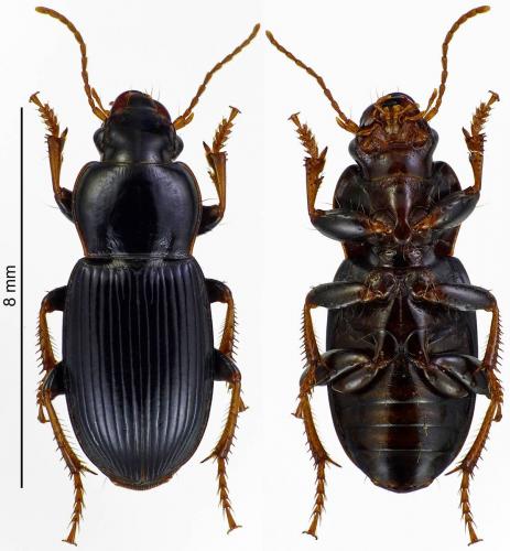 Réf. 185 167 : Harpalus sulphuripes