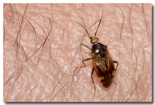 Réf. 185 054 : Deraeocoris flavilinea