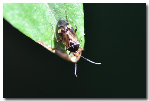 Réf. 185 053 : Deraeocoris flavilinea