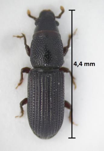 Réf. 185 662 : Rhyncolus elongatus