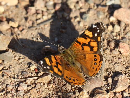 Vanessa annabella