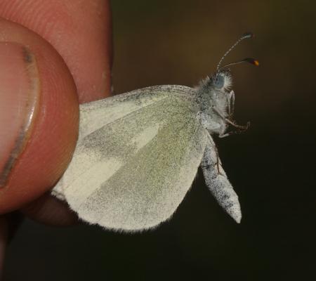 Leptidea duponcheli