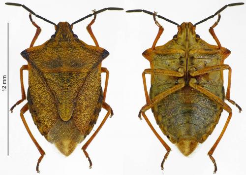 Réf. 185 233 : Carpocoris mediterraneus atlanticus