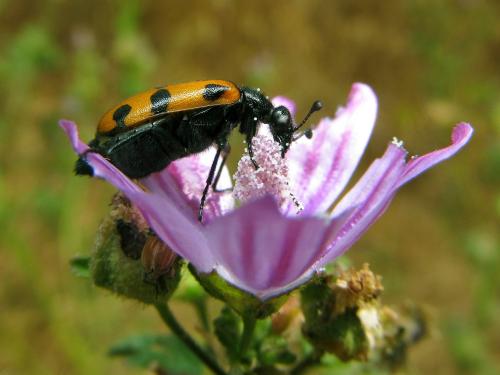 Réf. 185 518 : Actenodia billbergi