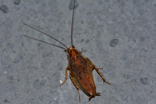 Ectobius corsorum