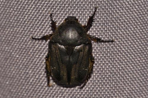 Réf. 185 397 : Netocia morio