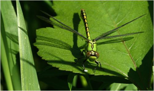 Réf. 185 157 : Ophiogomphus cecilia
