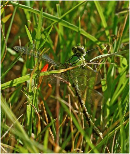 Réf. 185 155 : Ophiogomphus cecilia