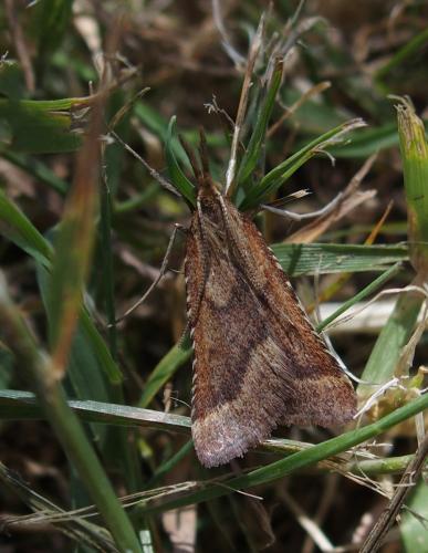 Réf. 185 231 : Synaphe punctalis