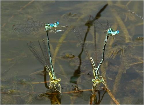 Platycnemis pennipes