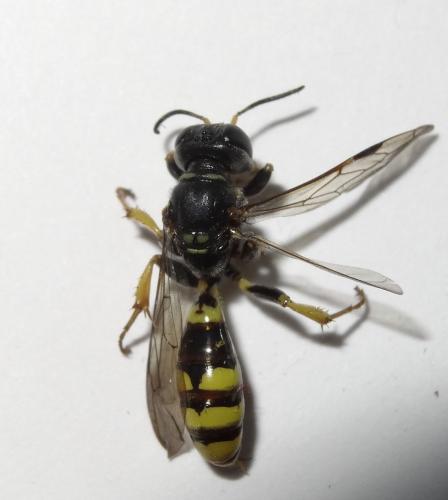 Crossocerus binotatus