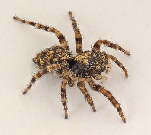 Réf. 185 431 : Pseudeuophrys erratica
