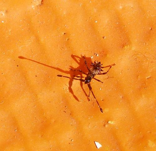 Coreus marginatus