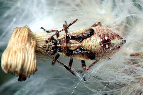 Réf. 185 801 : Liorhyssus hyalinus