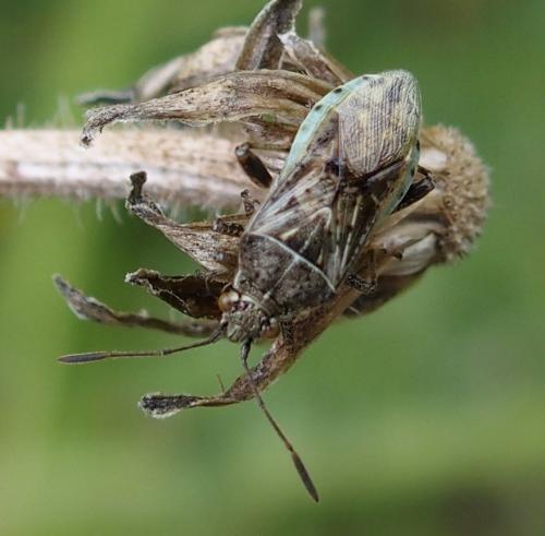 Stictopleurus punctatonervosus