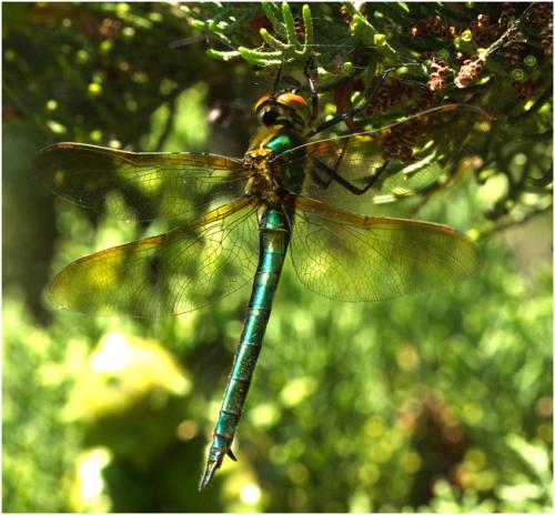 Réf. 185 206 : Somatochlora metallica