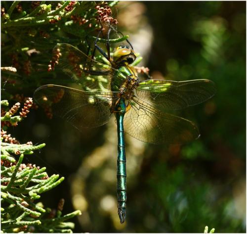 Réf. 185 207 : Somatochlora metallica