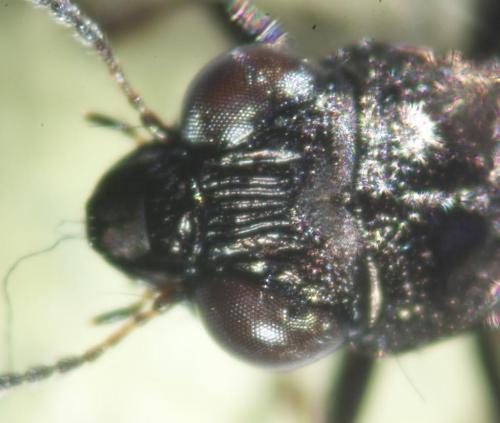 Réf. 185 030 : Notiophilus biguttatus