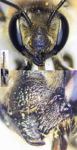 Megachile centuncularis