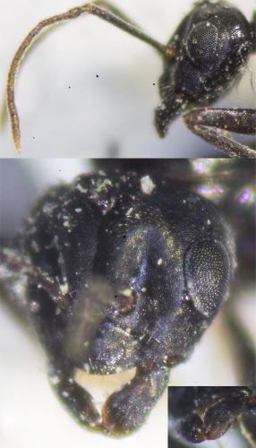 Lasius fuliginosus