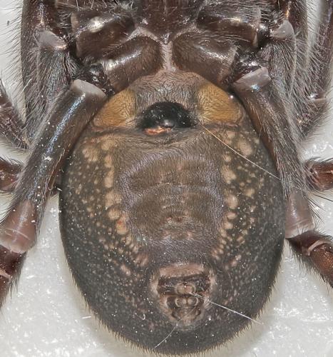 Amaurobius ferox