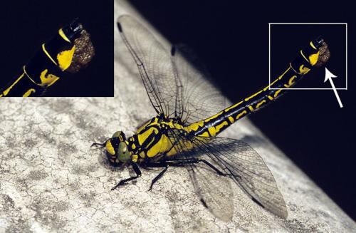 Réf. 185 454 : Gomphus vulgatissimus