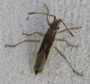 Myrmus miriformis