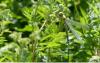 185176 – Photo : Greenlife – France (01)