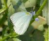 185507 – Photo : Greenlife – Sénégal