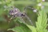 185148 – Photo : Arthropa - Benoit Martha – France (71)
