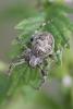 185147 – Photo : Arthropa - Benoit Martha – France (71)