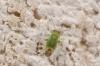 185692 – Photo : Fabricius – France (13)