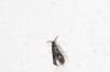 185890 – Photo : Fabricius – France (13)
