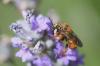 185768 – Photo : Marc Solari – France (68)