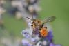 185725 – Photo : Marc Solari – France (68)