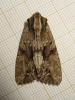 185898 – Photo : The Ghost Nightjar – France (56)