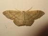 185984 – Photo : The Ghost Nightjar – France (56)