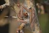 185361 – Photo : Sonia RICHAUD – France (83)