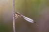 Ischnura elegans